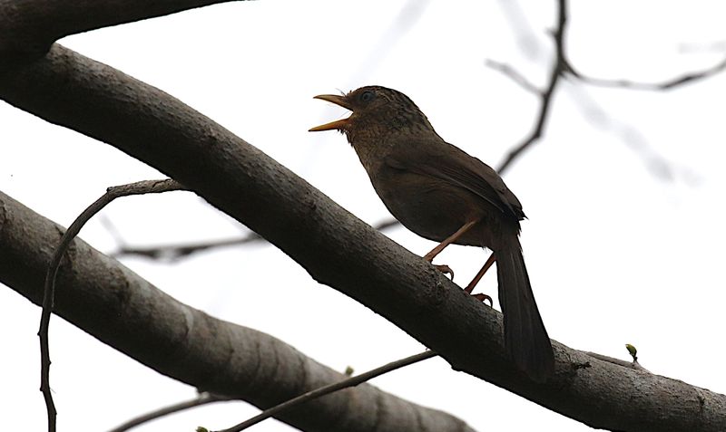 Taiwan Hwamei (endemic)