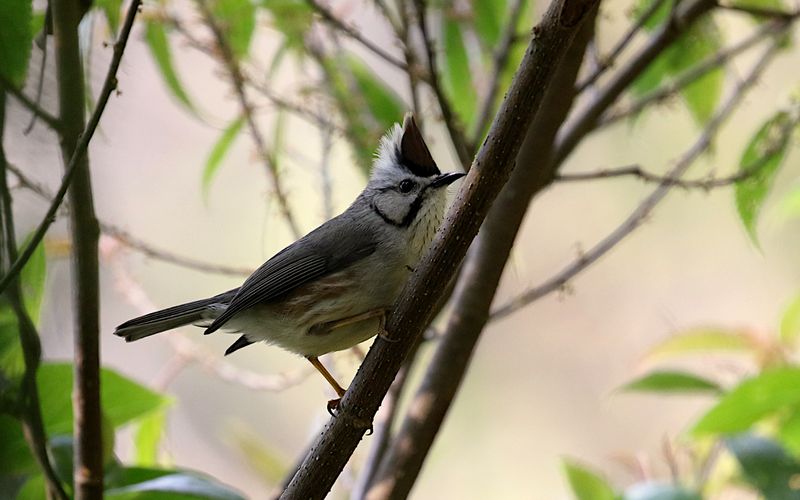 Taiwan Yuhina (endemic)