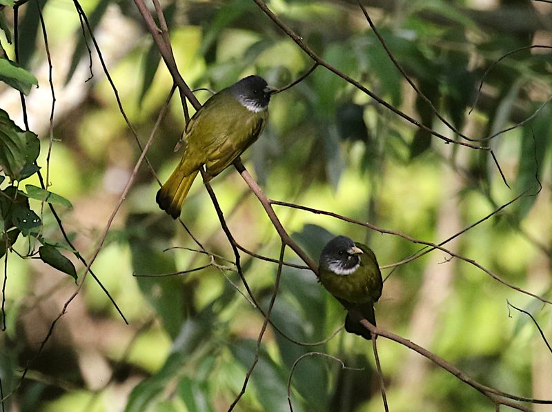 Collared Finchbill
