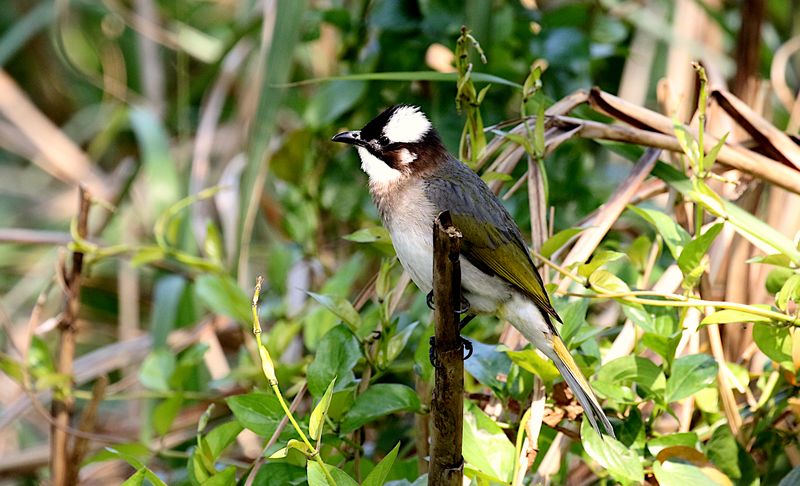Chinese Bulbul (Light-vented) (Pycnonotus sinensis formosae)