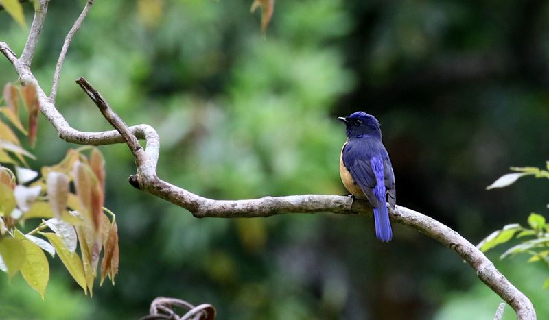 Taiwan Vivid Niltava (endemic)