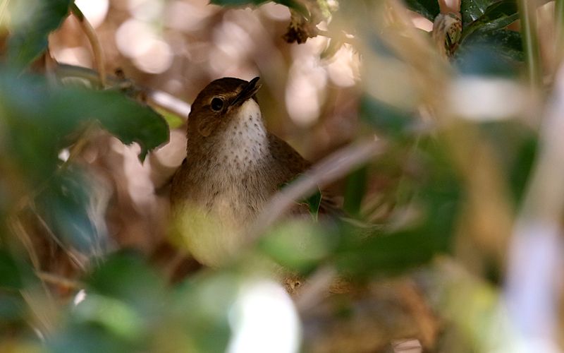 Taiwan Bush Warbler (endemic)
