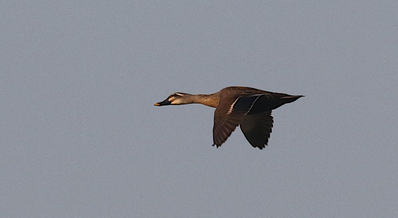 Eastern Spot-billed Duck