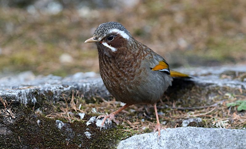 White-whiskered Laughingthrush (endemic)