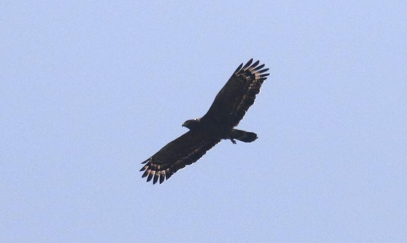Crested Serpent-Eagle (Spilornis cheela hoya)