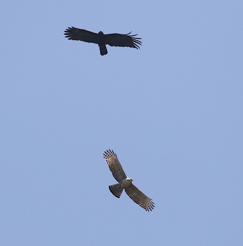 Black Eagle and Mountain Hawk-Eagle