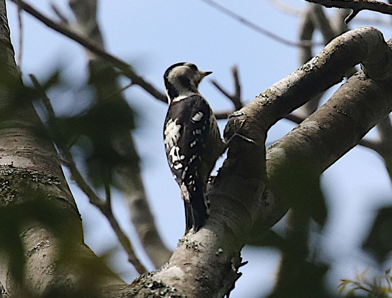 White-backed Woodpecker (Dendrocopos leucotos owstoni)