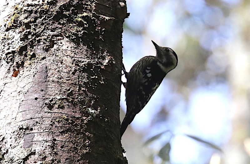 White-backed Woodpecker (Dendrocopos leucotos owstoni)