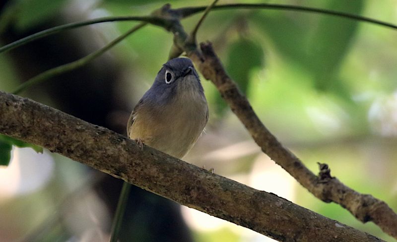 Morrison's Fulvetta (endemic)