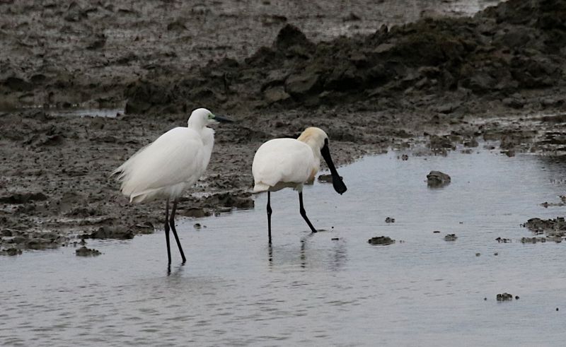 Black-faced Spoonbill
