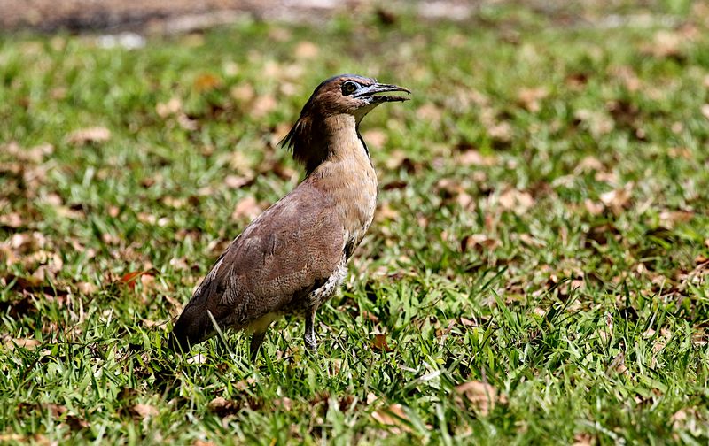 Malayan NIght-Heron