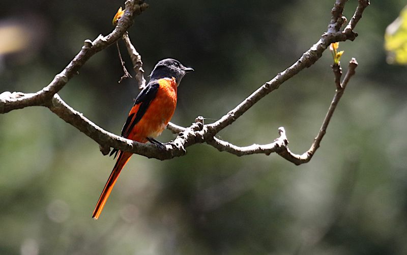 Gray-chinned Minivet