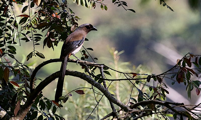 Grey Treepie