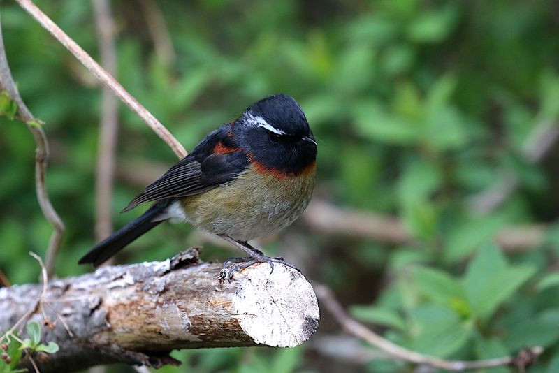 Collared Bush-Robin (endemic)