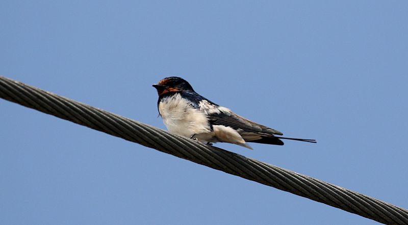 Barnswallow