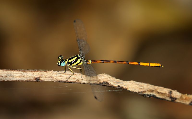 Rhinagrion mima