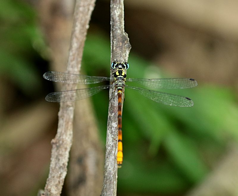 Rhinagrion mima