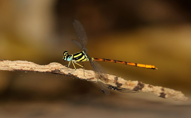 Rhinagrion mima