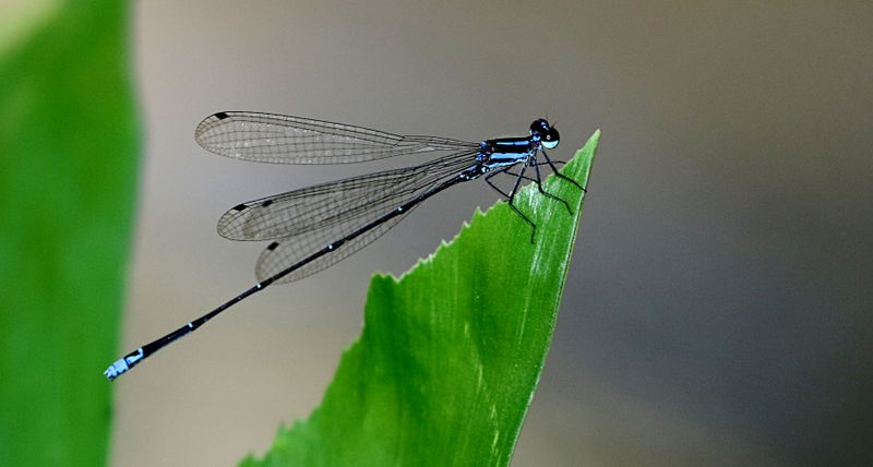  Laidlaw's Threadtail (Prodasineura laidlawii)
