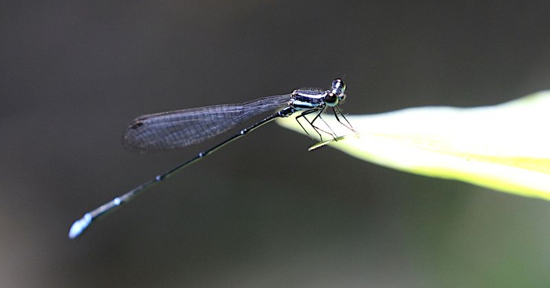 Laidlaw's Threadtail (Prodasineura laidlawii)