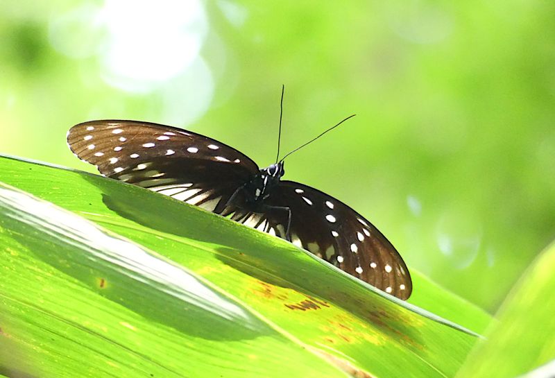 Three-coloured Kaiser (Penthema darlisa)