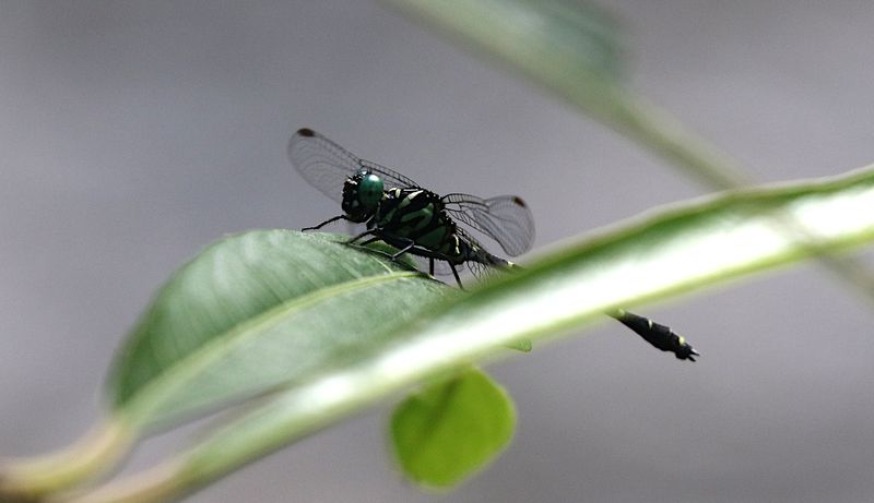 Burmagomphus williamsoni 