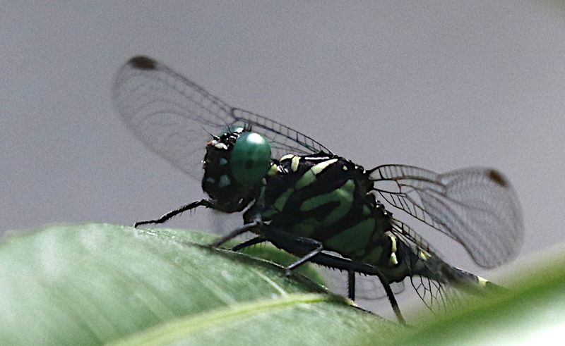 Burmagomphus williamsoni
