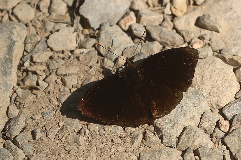 Elusive Prince (rohana tonkiniana)