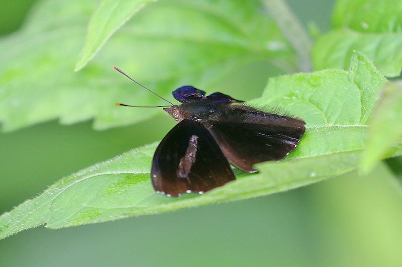 Elusive Prince (Rohana tonkiniana)