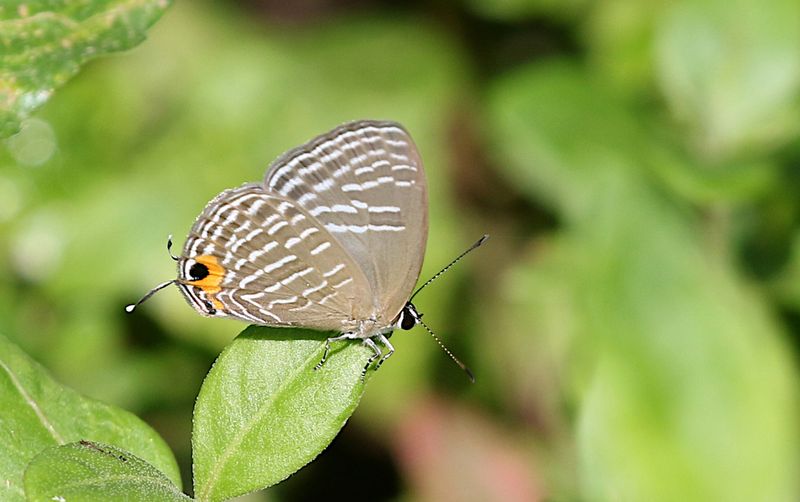 Metallic Cerulean (Jamides alecto)