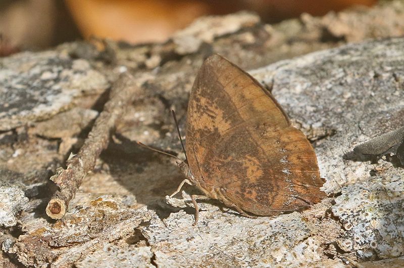 Purple Leaf Blue (Amblypodia anita)