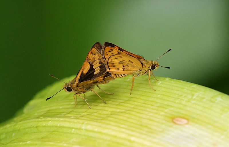 Chinese Dart (Potanthus confucius)