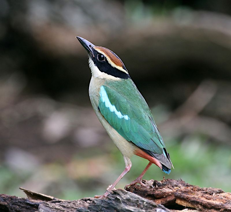 Fairy Pitta