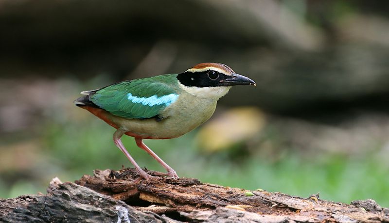 Fairy Pitta