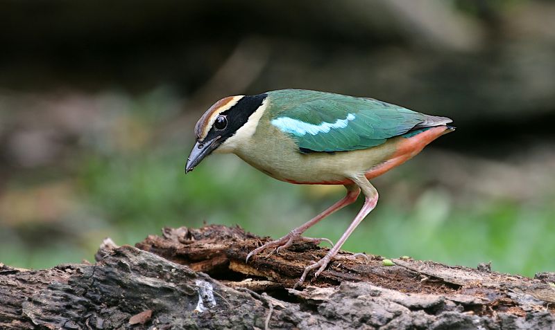 Fairy Pitta
