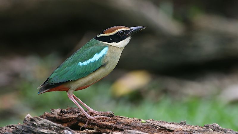 Fairy Pitta
