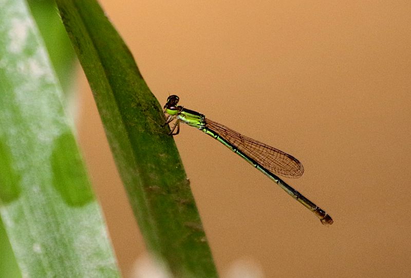 Variable Wisp (Agriocnemis femina)