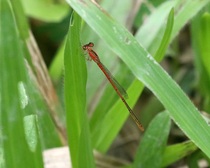 Variable Wisp (Agriocnemis femina)