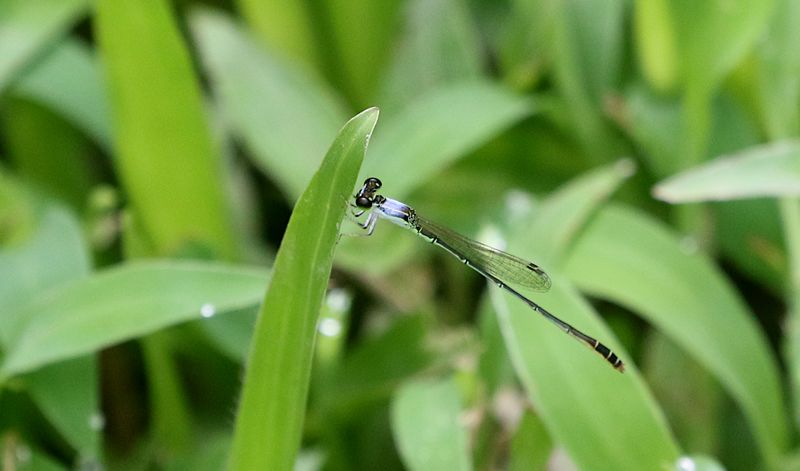 Variable Wisp (Agriocnemis femina)