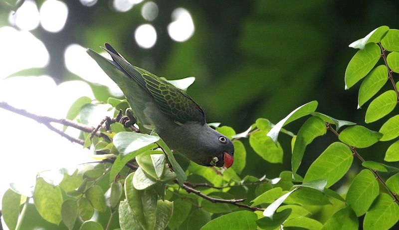 Blue-rumped Parrot