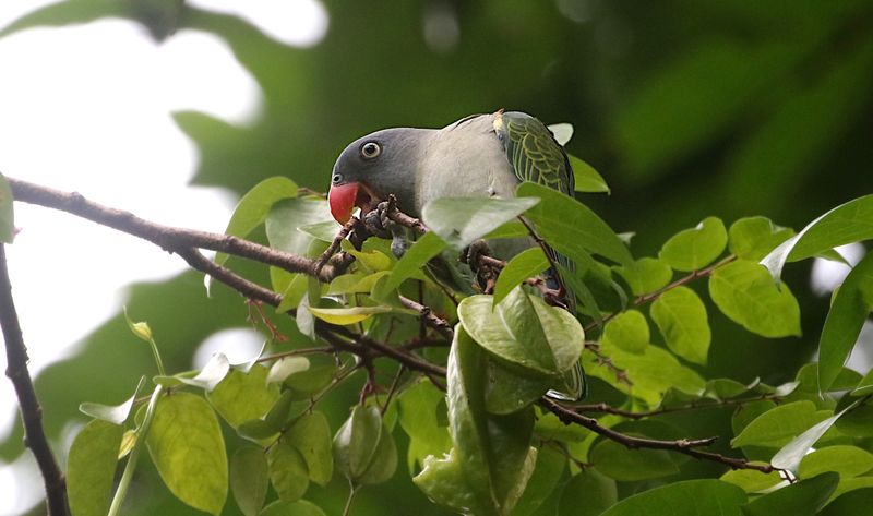 Birds of Singapore
