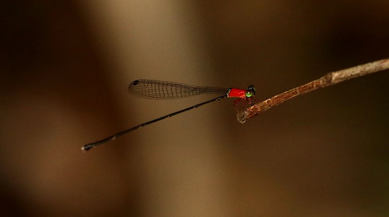 Will-o-Wisp (Amphicnemis gracilis)