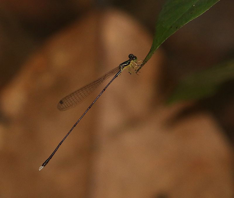 Will-o-Wisp (Amphicnemis gracilis)