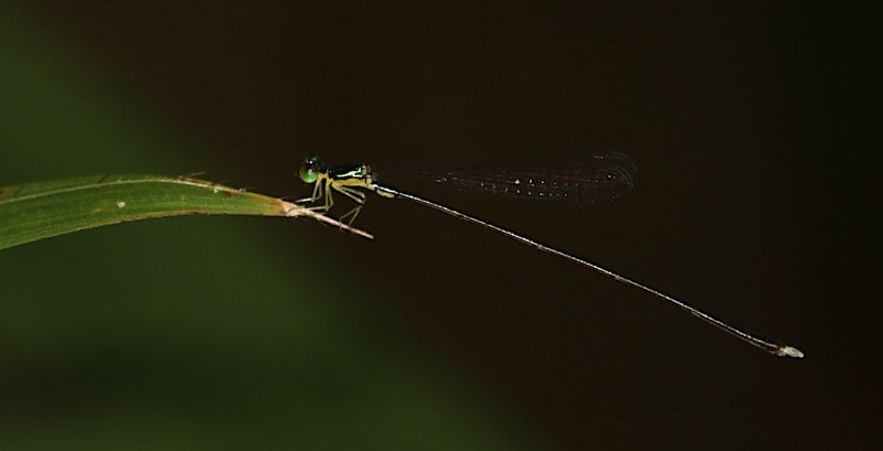 Will-o-Wisp (Amphicnemis gracilis)