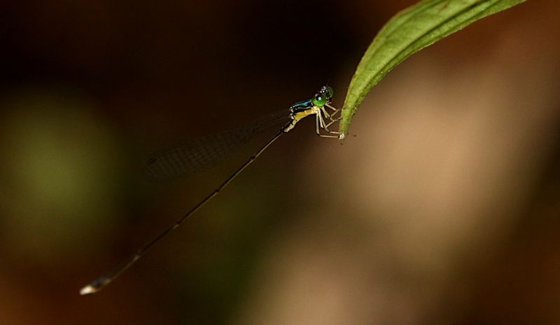 Will-o-Wisp (Amphicnemis gracilis)