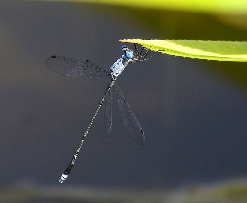 Scalloped Spreadwing (Lestes praemorsus)