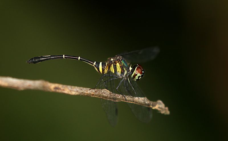 Potbellied Elf (Risiophlebia dohrni)