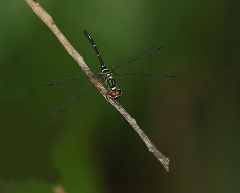Potbellied Elf (Risiophlebia dohrni)