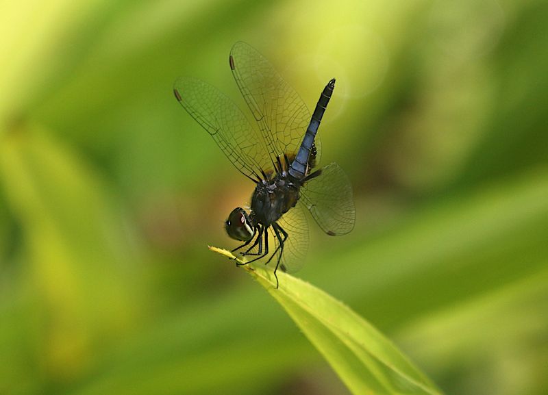 Blue Adjutant (Aethriamanta aethra)