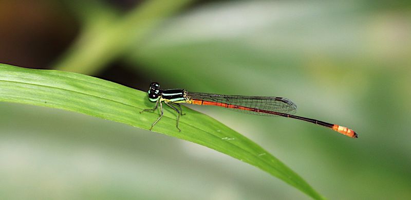 Red-tipped Shadefly (Argiocnemis rubescens)